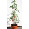 Tomatenzuil 120 Cm 2 Tomatenzuil 120 Cm -Exporteren Zaaid Tuin Winkel 8955413987358