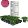 Bodembedekker Tijm 25 Planten 1 Bodembedekker Tijm 25 Planten -Exporteren Zaaid Tuin Winkel 8960265093150