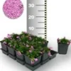 Kruipende Phlox 'Emerald Pink' 50 Planten 2 Kruipende Phlox 'Emerald Pink' 50 Planten -Exporteren Zaaid Tuin Winkel 8960438501406