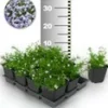 Tapijtphlox 'Blauw' 25 Planten 2 Tapijtphlox 'Blauw' 25 Planten -Exporteren Zaaid Tuin Winkel 8960442990622