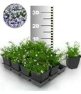 Tapijtphlox 'Blauw' 25 Planten