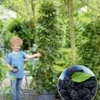 Moerbei 'BonBon Berry®' 2 Moerbei 'BonBon Berry®' -Exporteren Zaaid Tuin Winkel 8961710653470