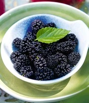 Moerbei 'BonBon Berry®' 4 Moerbei 'BonBon Berry®' - Afbeelding 2