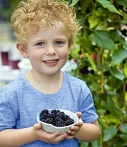 Moerbei 'BonBon Berry®' 5 Moerbei 'BonBon Berry®' - Afbeelding 3