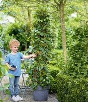 Moerbei 'BonBon Berry®' 8 Moerbei 'BonBon Berry®' - Afbeelding 6