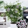 Wasbloem 'Hoya Bella' 2 Wasbloem 'Hoya Bella' -Exporteren Zaaid Tuin Winkel 8961797455902