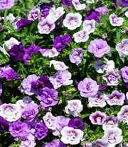 Calibrachoa Petunia Trixi® 'Blue Petticoat' 5 Calibrachoa Petunia Trixi® 'Blue Petticoat' - Afbeelding 3