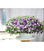 Calibrachoa Petunia Trixi® 'Blue Petticoat' 6 Calibrachoa Petunia Trixi® 'Blue Petticoat' - Afbeelding 4