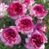 Parfumroos 'Thierry Marx®' 2 Parfumroos 'Thierry Marx®' -Exporteren Zaaid Tuin Winkel 8969410838558