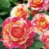 Schildersroos® 'Claude Monet®' 1 Schildersroos® 'Claude Monet®' -Exporteren Zaaid Tuin Winkel 8969905274910