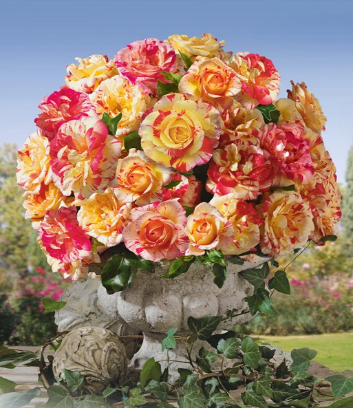 Schildersroos® 'Camille Pissarro®' 4 Schildersroos® 'Camille Pissarro®' - Afbeelding 2