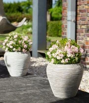 Rododendron 'Nugget By Bloombux®' 5 Rododendron 'Nugget By Bloombux®' - Afbeelding 3