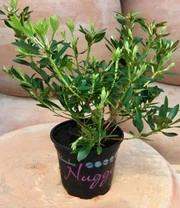 Rododendron 'Nugget By Bloombux®' 8 Rododendron 'Nugget By Bloombux®' - Afbeelding 6