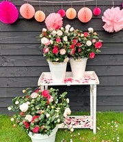 Winterharde Camelia 'Festival Tricolor' 5 Winterharde Camelia 'Festival Tricolor' - Afbeelding 3