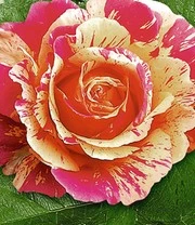 Schildersroos® 'Claude Monet®' 5 Schildersroos® 'Claude Monet®' - Afbeelding 3