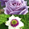 Set Clematis 'Florida Sieboldii' & Parfumroos 'Mamy Blue®' -Exporteren Zaaid Tuin Winkel 8973063946270