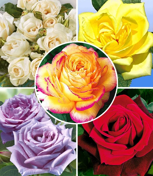 Collectie 'Parfumrozen' 3 Collectie 'Parfumrozen'