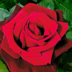 Collectie 'Parfumrozen' 10 Collectie 'Parfumrozen' -Exporteren Zaaid Tuin Winkel 8973064634398