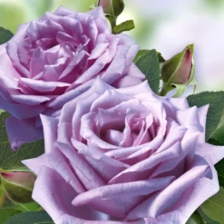 Collectie 'Parfumrozen' 9 Collectie 'Parfumrozen' -Exporteren Zaaid Tuin Winkel 8973064699934