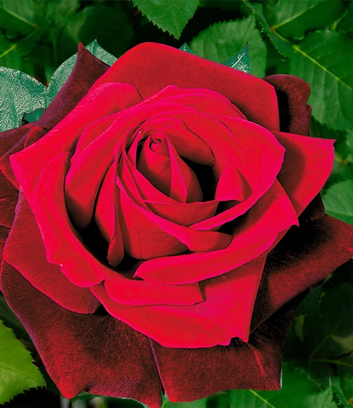 Rozenstam 'Le Rouge Et Le Noir®' 4 Rozenstam 'Le Rouge Et Le Noir®' - Afbeelding 2