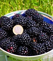 Suikerbraam 'Asterina®' 4 Suikerbraam 'Asterina®' - Afbeelding 2