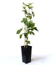 Suikerbraam 'Asterina®' 5 Suikerbraam 'Asterina®' - Afbeelding 3