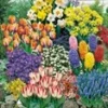 140 Bloembollen Voordeelpakket 1 140 Bloembollen Voordeelpakket -Exporteren Zaaid Tuin Winkel 8973600423966
