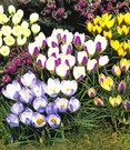 Krokus Collectie (wilde Soort) 3 Krokus Collectie (wilde Soort)