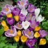 Grootbloemige Krokus Mix 2 Grootbloemige Krokus Mix -Exporteren Zaaid Tuin Winkel 8973603962910
