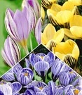 Reuzen Krokus Collectie