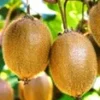 Zelfbestuivende, Grootbloemige Kiwi 'Solissimo® Renact®' 2 Zelfbestuivende, Grootbloemige Kiwi 'Solissimo® Renact®' -Exporteren Zaaid Tuin Winkel 8973613498398