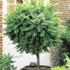 Bol Acacia 1 Bol Acacia -Exporteren Zaaid Tuin Winkel 8973618577438