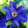 Blauwe Clematis 'The President' 2 Blauwe Clematis 'The President' -Exporteren Zaaid Tuin Winkel 8973623033886