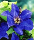 Blauwe Clematis 'The President'