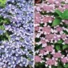 Dwerghortensia Collectie 1 Dwerghortensia Collectie -Exporteren Zaaid Tuin Winkel 8973632274462