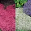 Tijm Collectie 'rood En Wit' 2 Tijm Collectie 'rood En Wit' -Exporteren Zaaid Tuin Winkel 8973634076702