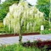 Witte Blauweregen Op Stam 'Alba' 1 Witte Blauweregen Op Stam 'Alba' -Exporteren Zaaid Tuin Winkel 8973638696990