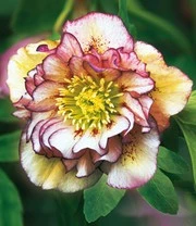 Gevulde Kerstrozen 'Festival Mix',set Van 2 5 Gevulde Kerstrozen 'Festival Mix',set Van 2 - Afbeelding 3