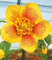 Gevulde Kerstrozen 'Festival Mix',set Van 2 6 Gevulde Kerstrozen 'Festival Mix',set Van 2 - Afbeelding 4