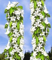 Zuilkers 'Sylvia® ' 5 Zuilkers 'Sylvia® ' - Afbeelding 3