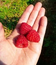 Framboos Enrosadira® 'Endlosernte' 5 Framboos Enrosadira® 'Endlosernte' - Afbeelding 3