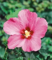 Hibiscus Heg 5 Hibiscus Heg - Afbeelding 3