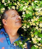 Winterharde Jasmijn 'Star Of Toscane®' 5 Winterharde Jasmijn 'Star Of Toscane®' - Afbeelding 3