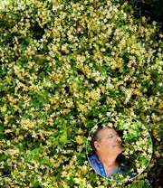 Winterharde Jasmijn 'Star Of Toscane®' 8 Winterharde Jasmijn 'Star Of Toscane®' - Afbeelding 6