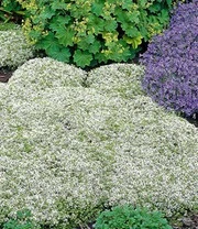 Tijm Collectie 'rood En Wit' 5 Tijm Collectie 'rood En Wit' - Afbeelding 3