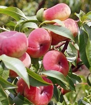 Platte Perzik 'PlatiforTWO®' 5 Platte Perzik 'PlatiforTWO®' - Afbeelding 3