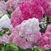 Tuinhortensia 'Vanille Fraise®' 1 Tuinhortensia 'Vanille Fraise®' -Exporteren Zaaid Tuin Winkel 8974081622046