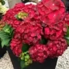 Tuinhortensia 'Ruby Tuesday' 2 Tuinhortensia 'Ruby Tuesday' -Exporteren Zaaid Tuin Winkel 8974083424286