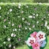 Hibiscus Heg 1 Hibiscus Heg -Exporteren Zaaid Tuin Winkel 8974174126110