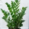 Zamioculcas 2 Zamioculcas -Exporteren Zaaid Tuin Winkel 8974234746910